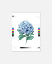 Hydrangea Bloom