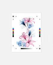 Blush Lily