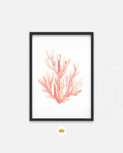 Coral Blush Bloom