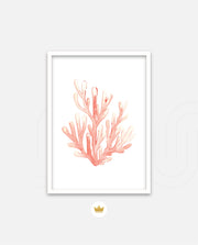 Coral Blush Bloom