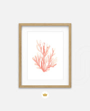 Coral Blush Bloom