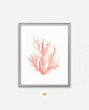 Coral Blush Bloom