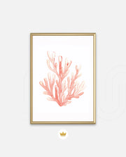 Coral Blush Bloom