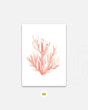 Coral Blush Bloom