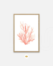 Coral Blush Bloom