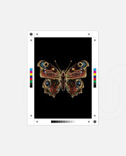 Royal Ember Flutter