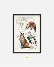 Vintage Fox Naturalist