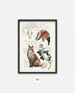Vintage Fox Naturalist