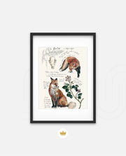 Vintage Fox Naturalist