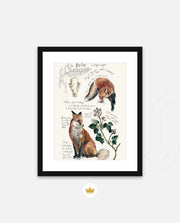 Vintage Fox Naturalist