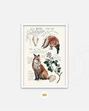 Vintage Fox Naturalist