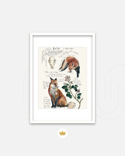 Vintage Fox Naturalist