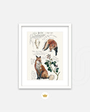 Vintage Fox Naturalist
