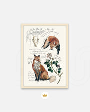 Vintage Fox Naturalist
