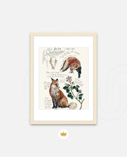 Vintage Fox Naturalist