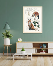 Vintage Fox Naturalist