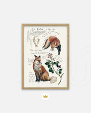 Vintage Fox Naturalist
