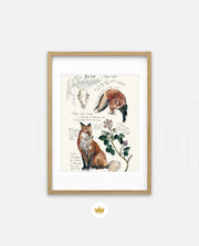 Vintage Fox Naturalist