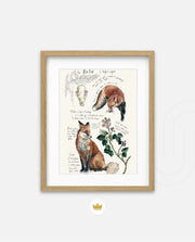 Vintage Fox Naturalist