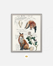 Vintage Fox Naturalist