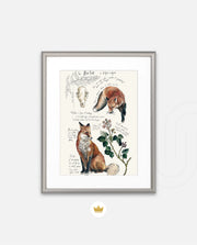 Vintage Fox Naturalist