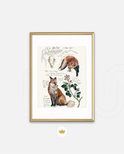 Vintage Fox Naturalist