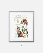 Vintage Fox Naturalist