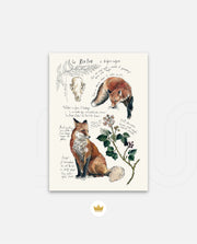 Vintage Fox Naturalist