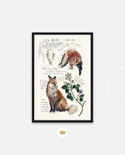 Vintage Fox Naturalist