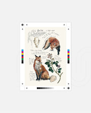 Vintage Fox Naturalist