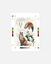 Vintage Fox Naturalist