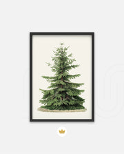 Botanical Evergreen Study