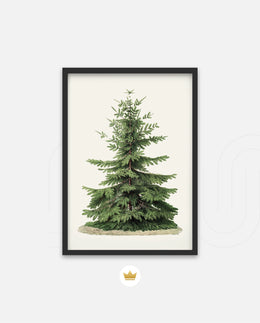 Botanical Evergreen Study