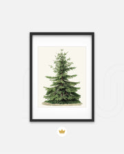 Botanical Evergreen Study