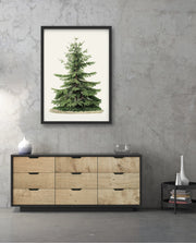 Botanical Evergreen Study