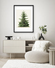 Botanical Evergreen Study