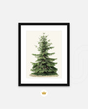 Botanical Evergreen Study