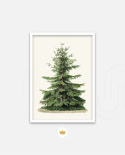 Botanical Evergreen Study