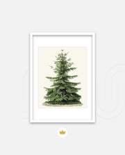 Botanical Evergreen Study