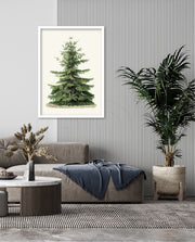 Botanical Evergreen Study