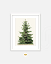Botanical Evergreen Study