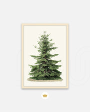 Botanical Evergreen Study