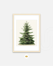 Botanical Evergreen Study