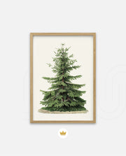 Botanical Evergreen Study