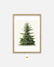 Botanical Evergreen Study