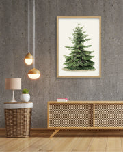 Botanical Evergreen Study