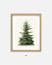 Botanical Evergreen Study