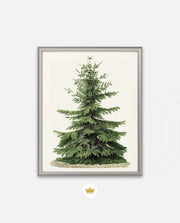 Botanical Evergreen Study
