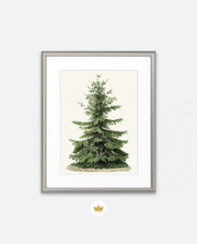 Botanical Evergreen Study