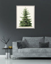Botanical Evergreen Study